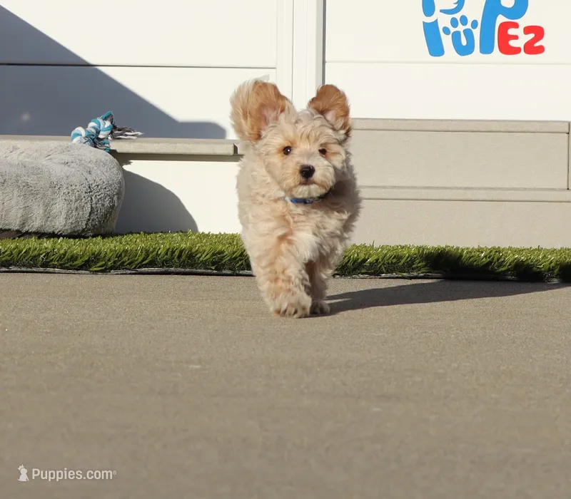 Parker 💙 👨‍👨‍👧‍👦💞🐕 – Havapoo puppy for sale in Navarre, OH