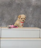 Peggy 🌷 Toy/Miniature, a female Havapoo for sale in Navarre, OH – 4 of 7