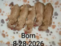 New Borns 🌷🐾💞👨‍👩‍👧‍👦, a female Havapoo for sale in Navarre, OH – 2 of 10