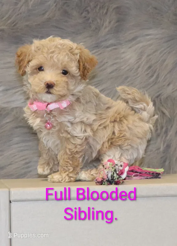 Zandra 🌷 – Havapoo puppy for sale in Navarre, OH