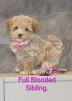 Zandra 🌷, a female Havapoo for sale in Navarre, OH – 1 of 4