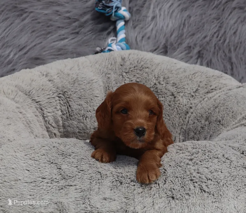 Mason 💙 – Miniature Goldendoodle puppy for sale in Navarre, OH