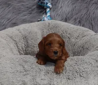 Mason 💙, a male Miniature Goldendoodle for sale in Navarre, OH – 1 of 6