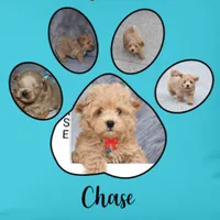 Chase 👨‍👨‍👦‍👦💞🐕Miniature, a male Havapoo for sale in Navarre, OH – Photo 2 of 10