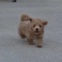 Chase 👨‍👨‍👦‍👦💞🐕Miniature, a male Havapoo for sale in Navarre, OH – Photo 5 of 10