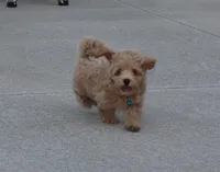 Chase 👨‍👨‍👦‍👦💞🐕Miniature, a male Havapoo for sale in Navarre, OH – Photo 5 of 10