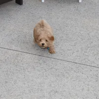 Chase 👨‍👨‍👦‍👦💞🐕Miniature, a male Havapoo for sale in Navarre, OH – Photo 8 of 10