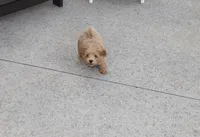 Chase 👨‍👨‍👦‍👦💞🐕Miniature, a male Havapoo for sale in Navarre, OH – Photo 8 of 10