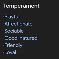 Chase 👨‍👨‍👦‍👦💞🐕Miniature, a male Havapoo for sale in Navarre, OH – Photo 4 of 10