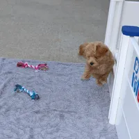 Chase 👨‍👨‍👦‍👦💞🐕Miniature, a male Havapoo for sale in Navarre, OH – Photo 7 of 10