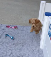 Chase 👨‍👨‍👦‍👦💞🐕Miniature, a male Havapoo for sale in Navarre, OH – Photo 7 of 10