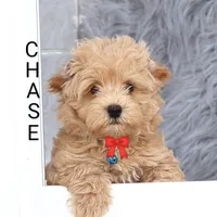 Chase 👨‍👨‍👦‍👦💞🐕Miniature, a male Havapoo for sale in Navarre, OH – Photo 3 of 10