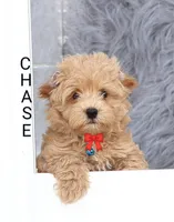 Chase 👨‍👨‍👦‍👦💞🐕Miniature, a male Havapoo for sale in Navarre, OH – Photo 3 of 10