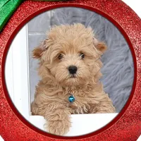 Chase 👨‍👨‍👦‍👦💞🐕Miniature, a male Havapoo for sale in Navarre, OH – Photo 1 of 10