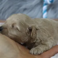 Chase 👨‍👨‍👦‍👦💞🐕Miniature, a male Havapoo for sale in Navarre, OH – Photo 10 of 10