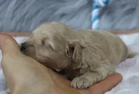 Chase 👨‍👨‍👦‍👦💞🐕Miniature, a male Havapoo for sale in Navarre, OH – Photo 10 of 10