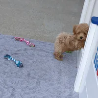 Chase 👨‍👨‍👦‍👦💞🐕Miniature, a male Havapoo for sale in Navarre, OH – Photo 6 of 10