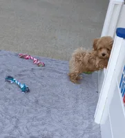 Chase 👨‍👨‍👦‍👦💞🐕Miniature, a male Havapoo for sale in Navarre, OH – Photo 6 of 10