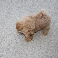 Chase 👨‍👨‍👦‍👦💞🐕Miniature, a male Havapoo for sale in Navarre, OH – Photo 9 of 10