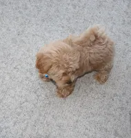 Chase 👨‍👨‍👦‍👦💞🐕Miniature, a male Havapoo for sale in Navarre, OH – Photo 9 of 10