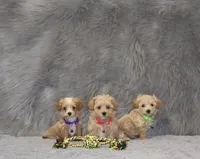 Peggy 🌷 Toy/Miniature, a female Havapoo for sale in Navarre, OH – 7 of 7
