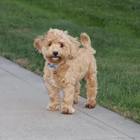💙 HAPPY  👨‍👩‍👧💕🐕🐾, a male Poodle - Toy  and Havapoo for sale in Navarre, OH – Photo 2 of 9