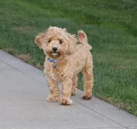 💙 HAPPY  👨‍👩‍👧💕🐕🐾, a male Poodle - Toy  and Havapoo for sale in Navarre, OH – Photo 2 of 9