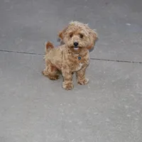💙 HAPPY  👨‍👩‍👧💕🐕🐾, a male Poodle - Toy  and Havapoo for sale in Navarre, OH – Photo 7 of 9