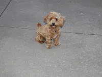 💙 HAPPY  👨‍👩‍👧💕🐕🐾, a male Poodle - Toy  and Havapoo for sale in Navarre, OH – Photo 7 of 9