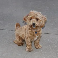 💙 HAPPY  👨‍👩‍👧💕🐕🐾, a male Poodle - Toy  and Havapoo for sale in Navarre, OH – Photo 3 of 9