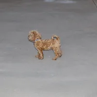 💙 HAPPY  👨‍👩‍👧💕🐕🐾, a male Poodle - Toy  and Havapoo for sale in Navarre, OH – Photo 5 of 9