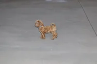 💙 HAPPY  👨‍👩‍👧💕🐕🐾, a male Poodle - Toy  and Havapoo for sale in Navarre, OH – Photo 5 of 9