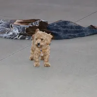 💙 HAPPY  👨‍👩‍👧💕🐕🐾, a male Poodle - Toy  and Havapoo for sale in Navarre, OH – Photo 8 of 9