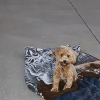 💙 HAPPY  👨‍👩‍👧💕🐕🐾, a male Poodle - Toy  and Havapoo for sale in Navarre, OH – Photo 4 of 9