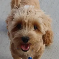 💙 HAPPY  👨‍👩‍👧💕🐕🐾, a male Poodle - Toy  and Havapoo for sale in Navarre, OH – Photo 1 of 9