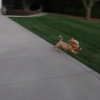 💙 HAPPY  👨‍👩‍👧💕🐕🐾, a male Poodle - Toy  and Havapoo for sale in Navarre, OH – Photo 9 of 9