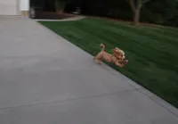 💙 HAPPY  👨‍👩‍👧💕🐕🐾, a male Poodle - Toy  and Havapoo for sale in Navarre, OH – Photo 9 of 9