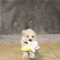 Pinto 💙 Toy/Miniature, a male Havapoo for sale in Navarre, OH – 2 of 10