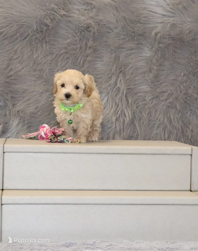 Pearl 🌷 Toy/Miniature – Havapoo puppy for sale in Navarre, OH