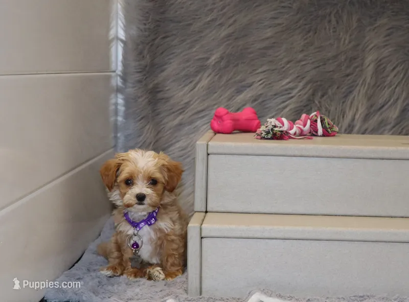 Pixie 🌷 Toy Size – Havapoo puppy on hold in Navarre, OH