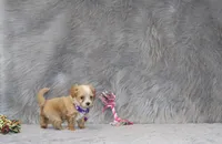 Pixie 🌷 Toy Size, a female Havapoo for sale in Navarre, OH – 3 of 10