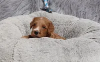 Manny 💙, a male Miniature Goldendoodle for sale in Navarre, OH – 2 of 9