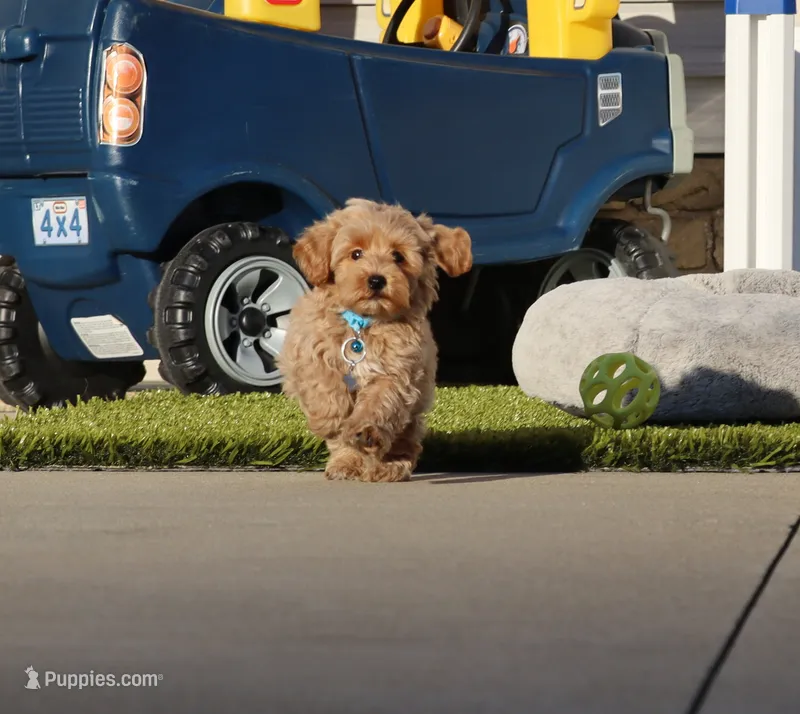 Phoenix 💙 Minature – Havapoo puppy for sale in Navarre, OH