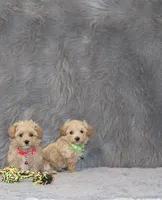 Pearl 🌷 Toy/Miniature, a female Havapoo for sale in Navarre, OH – 8 of 8