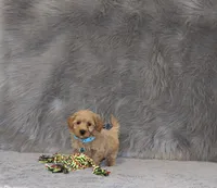 Phoenix 💙 Toy/Minature, a male Havapoo for sale in Navarre, OH – 2 of 9