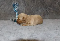 Phoenix 💙 Toy/Minature, a male Havapoo for sale in Navarre, OH – 8 of 9