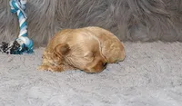 Phoenix 💙 Toy/Minature, a male Havapoo for sale in Navarre, OH – 7 of 9