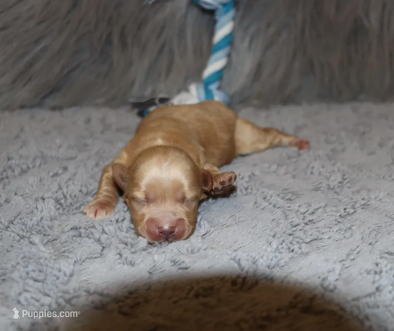 Phoenix 💙 Minature – Havapoo puppy for sale in Navarre, OH