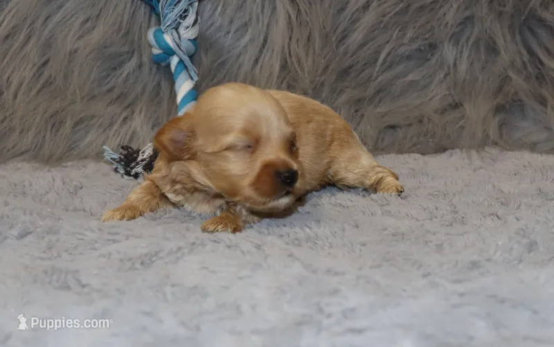 Phoenix 💙 Toy/Minature – Havapoo puppy for sale in Navarre, OH