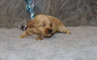 Phoenix 💙 Toy/Minature, a male Havapoo for sale in Navarre, OH – 6 of 9